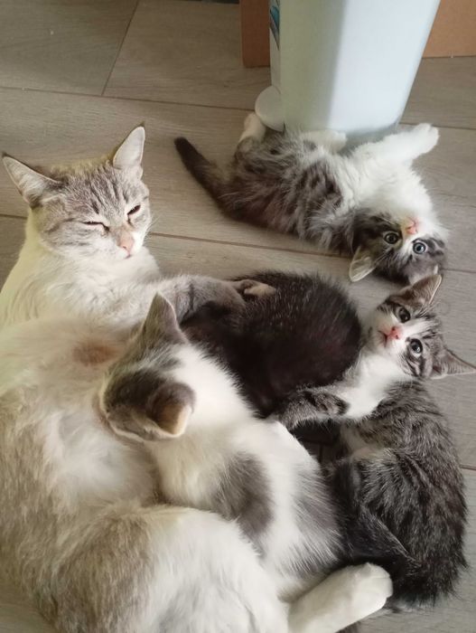 Отдам котят в самые добрые руки