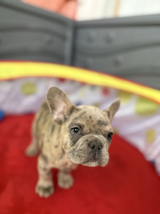 Bulldog Francez Merle 3 luni