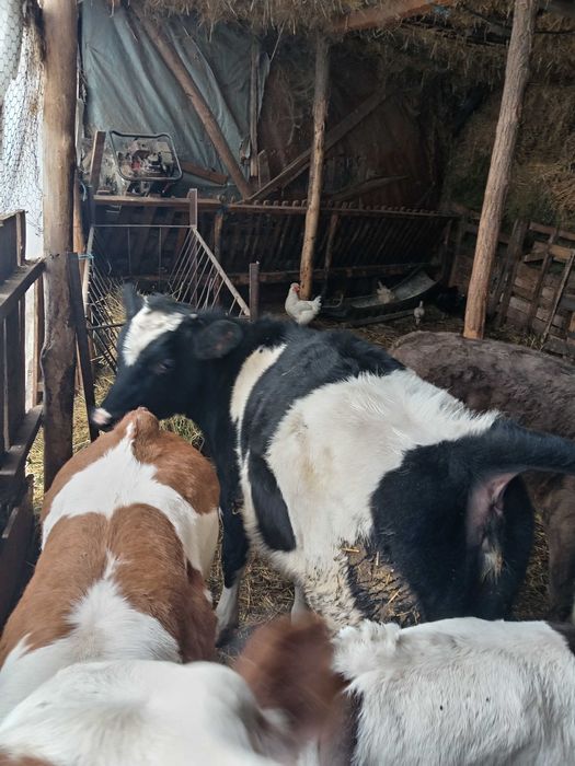 Junca baltata românească cu vitea