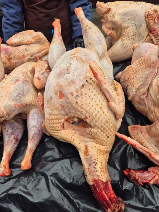 ИНДЕЙКА мясо домашней птици