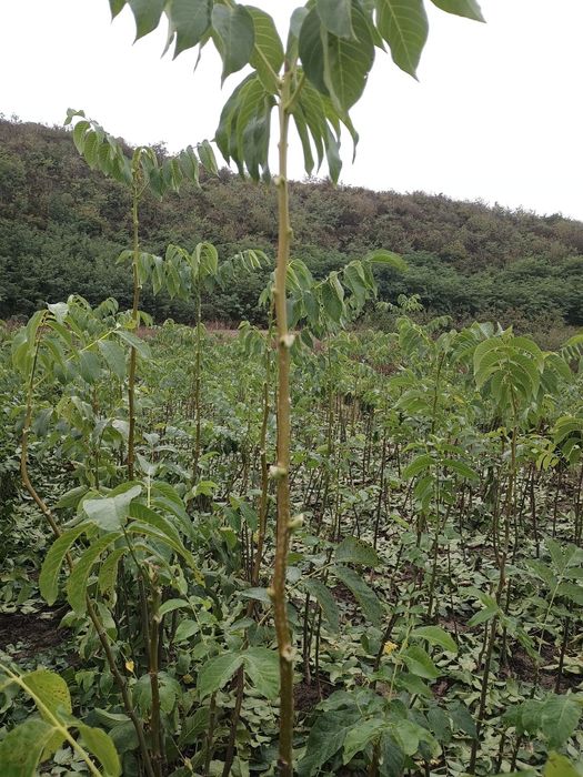 Promo Puiet Nuc Selecționat En Gross/En-Detail,la 100 puiet, 5 gratis