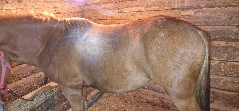 Vand doi manji de 3 si 4 ani