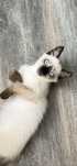 Pisicuta adorabila ragdoll 1000