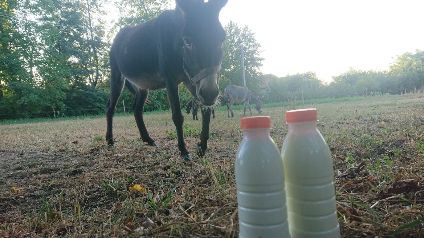 Lapte crud de magarita