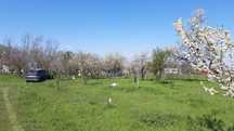 PF Inchiriez salas teren 4500 mp Arad spre Turnu ideal pt stup albine