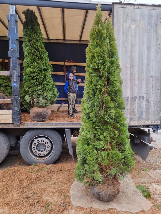 Măslin, tuia, mandarin, arbori, palmieri etc