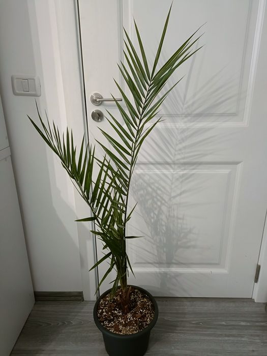 Palmier Phoenix canariensis