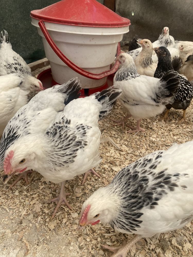 Oua de incubat  ARAUCANA