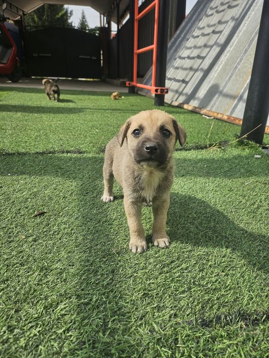 Щенки звоночки в дар