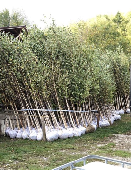 Mesteacan,tei, plantan  transport oriunde in tara