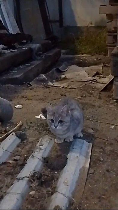 Кошечка в добрые руки