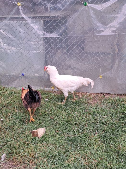 Vand cocosi Ameraucana, Italiana, Brahma si metiși