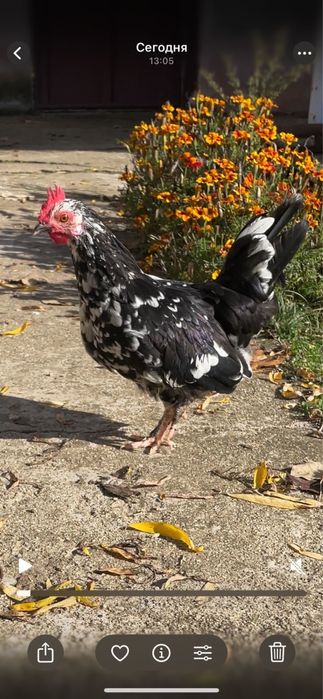 Петлета красиви и пеещи за вашия двор