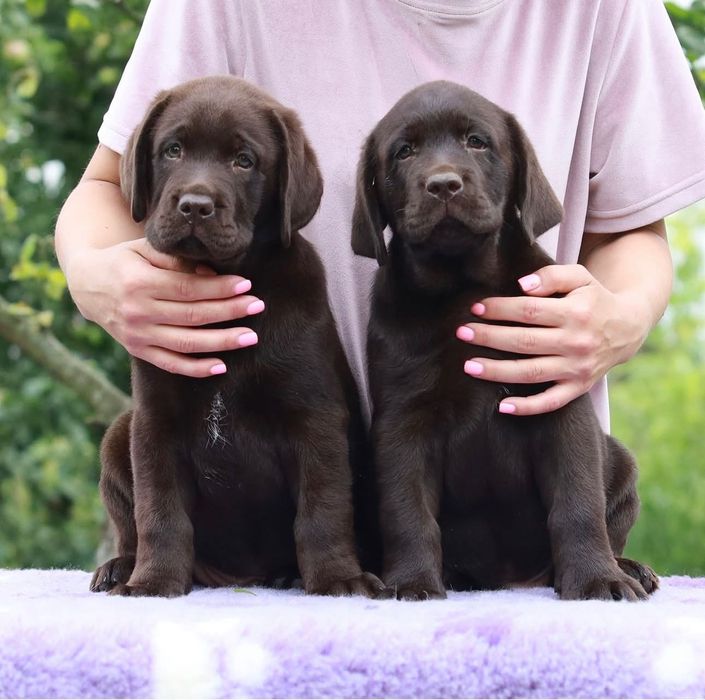 Щенки Лабрадора-Ретривера