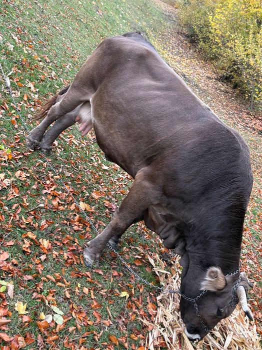 vând vacă brună gestantă în 1 luna  pt detalii sunați