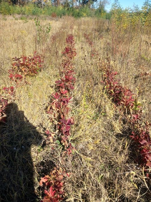 Vând puieți de stejari cu frunze complet roși