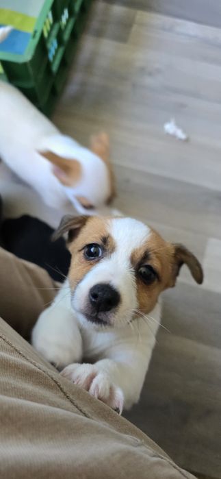 Продавам малки Джак ръсели