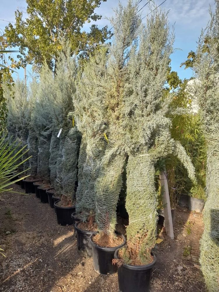 Plante naturale de grădina