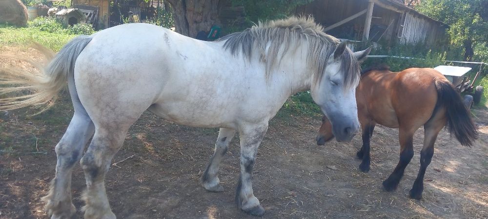 Iapa sarà grea de 7 ani