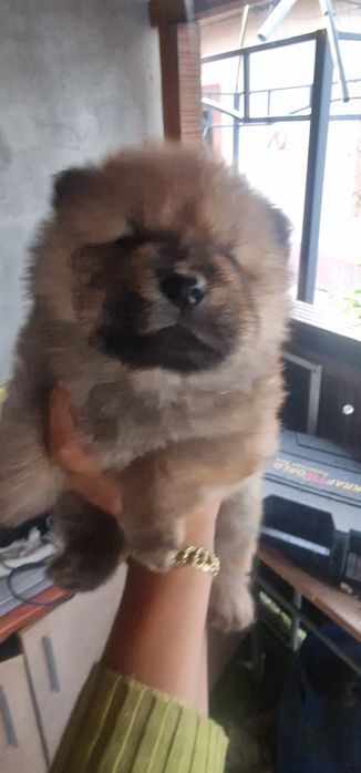 Vand pui chow chow