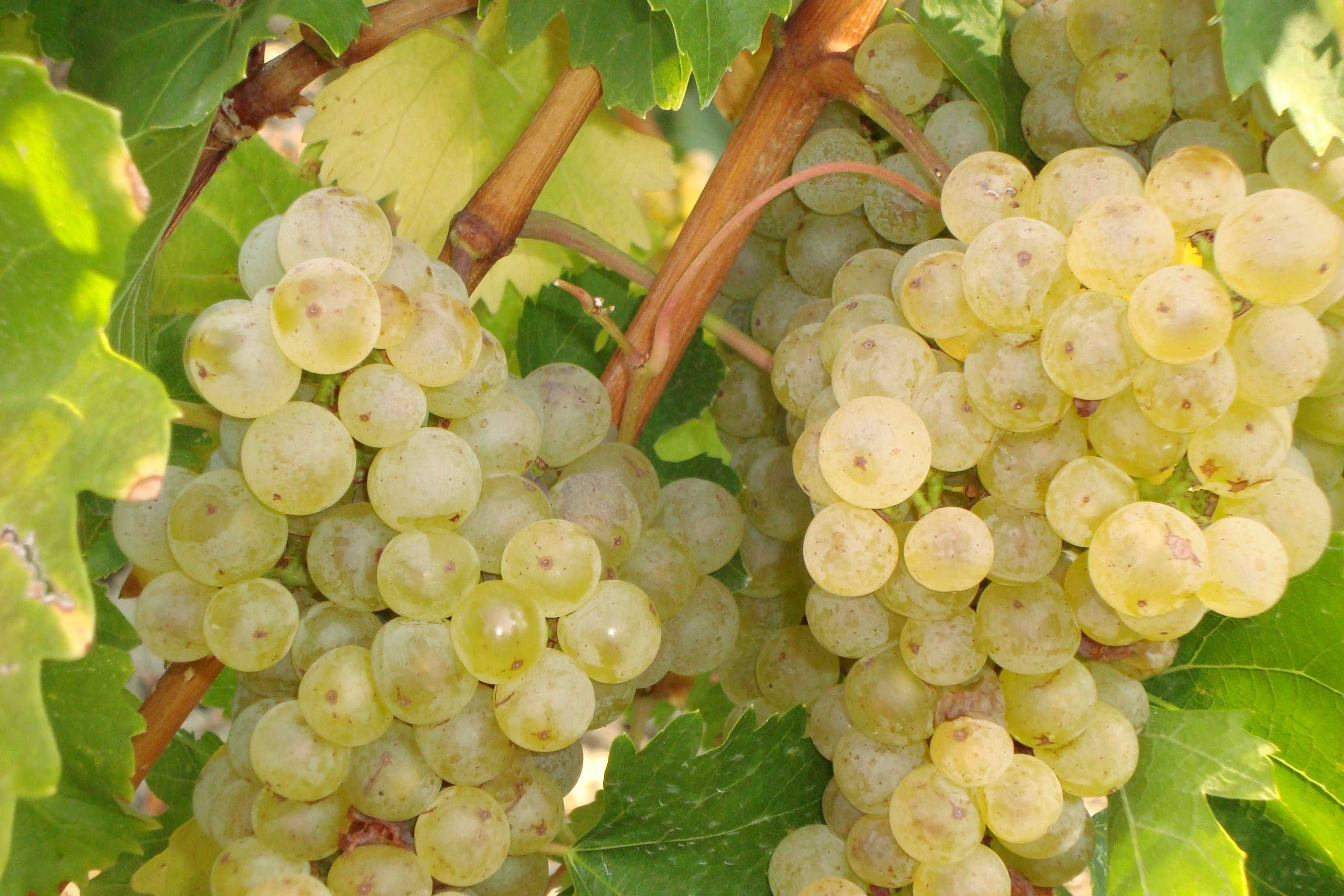 Struguri de vin pret producator soiuri alb-negru, transport gratuit