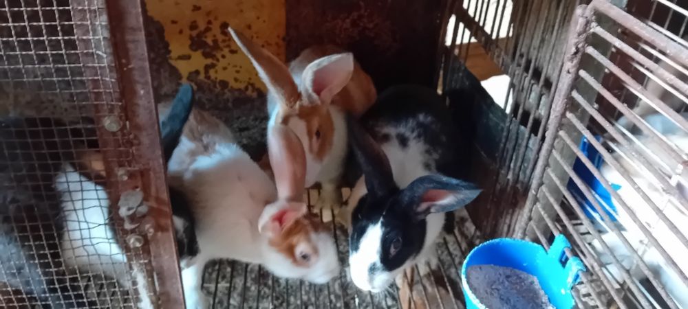 Iepuri hicole gestante de vânzare