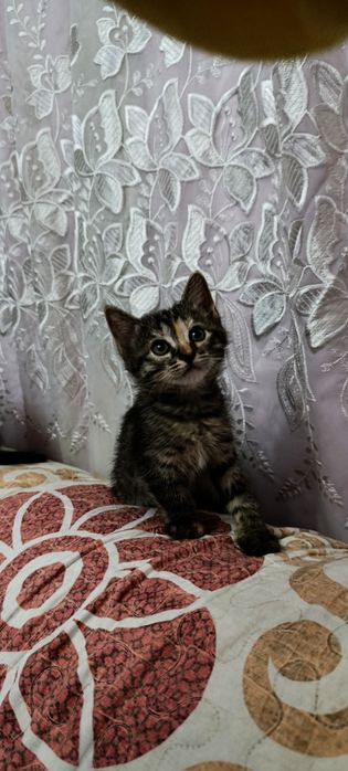 Котята бесплатно