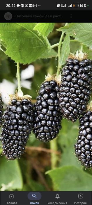 Продам Саженцы ежевики сорт Карака Блек и другие