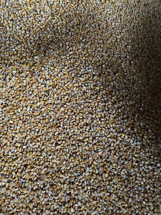 Cereale de vanzare : porumb grau uruiala orz amestec floarea soarelui
