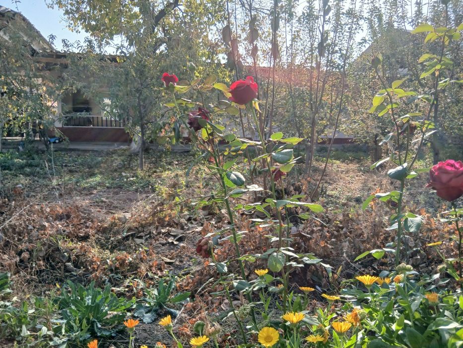 Srochna Uy sotiladi 3 sotix 3 xona