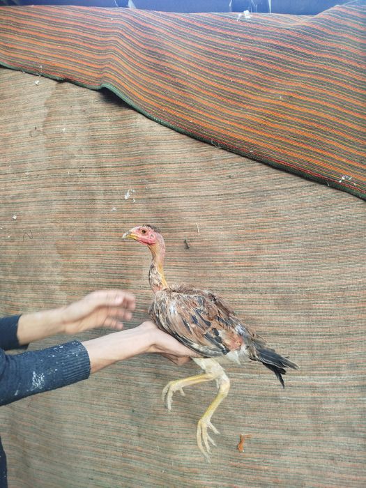 Madakaskar mokiyonchalar sotilad. i dakan