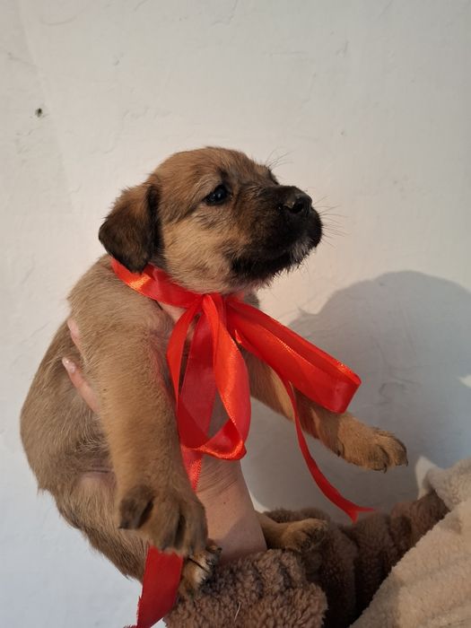 Щеночек девочка в поиске дома