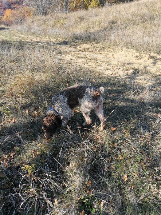 Продавам лагото романьоло