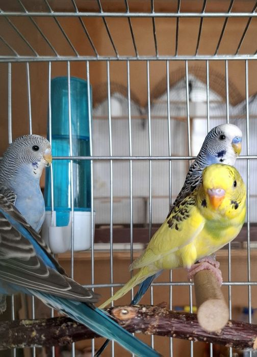 Волнистый попугай, молодые. Цена окончательная.