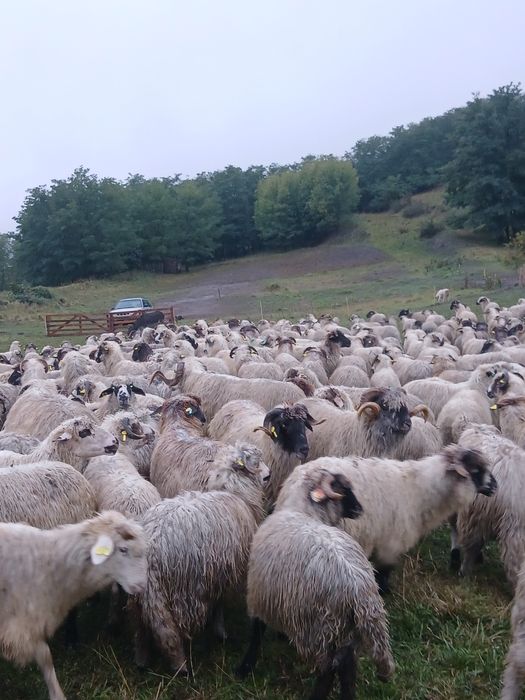 Vând 500 de oi mari!