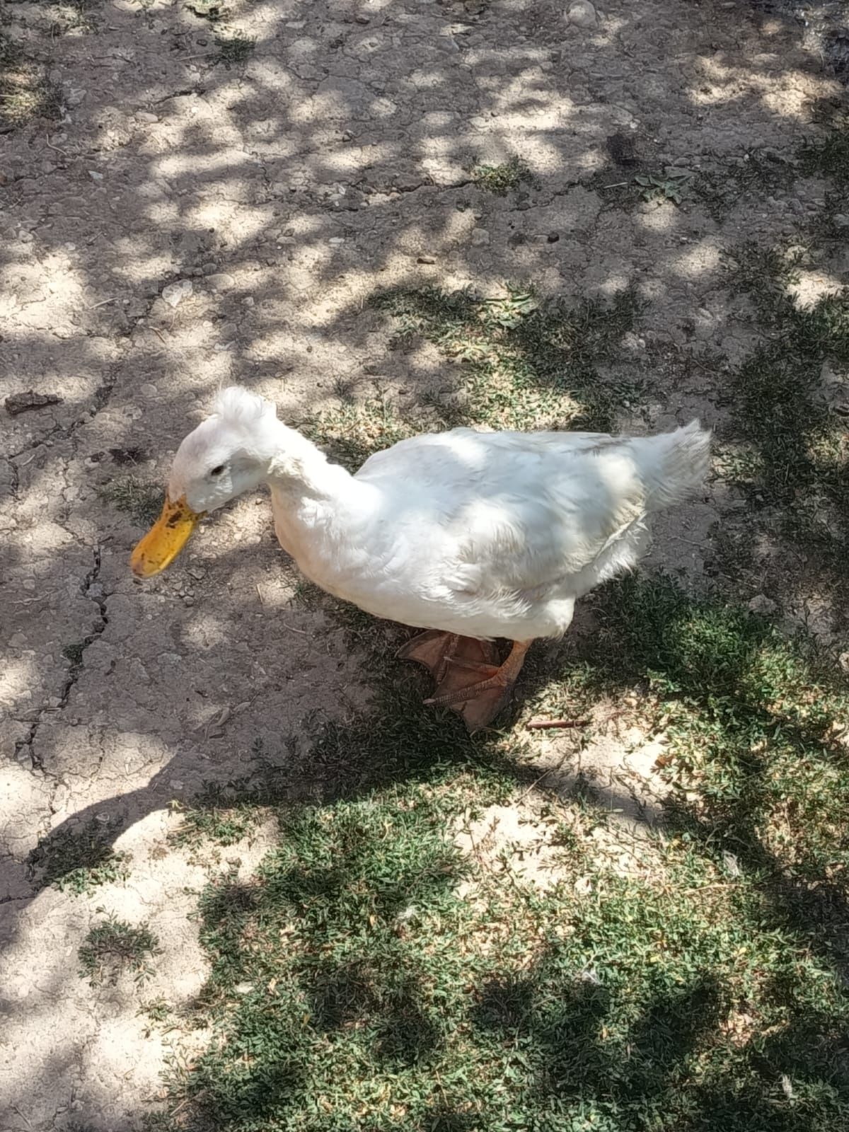 Vând rate galagiose cu moț