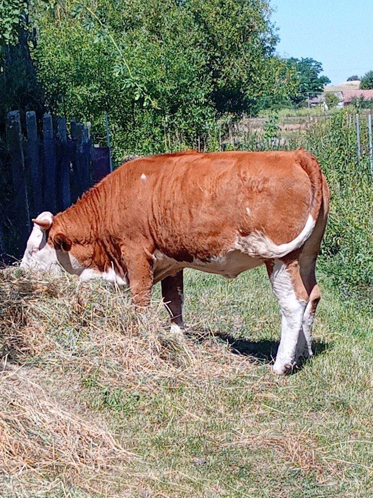 Vând vitea balțată