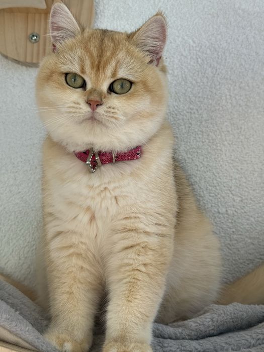 British shorthair
