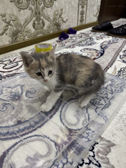 Кошка  и  котята