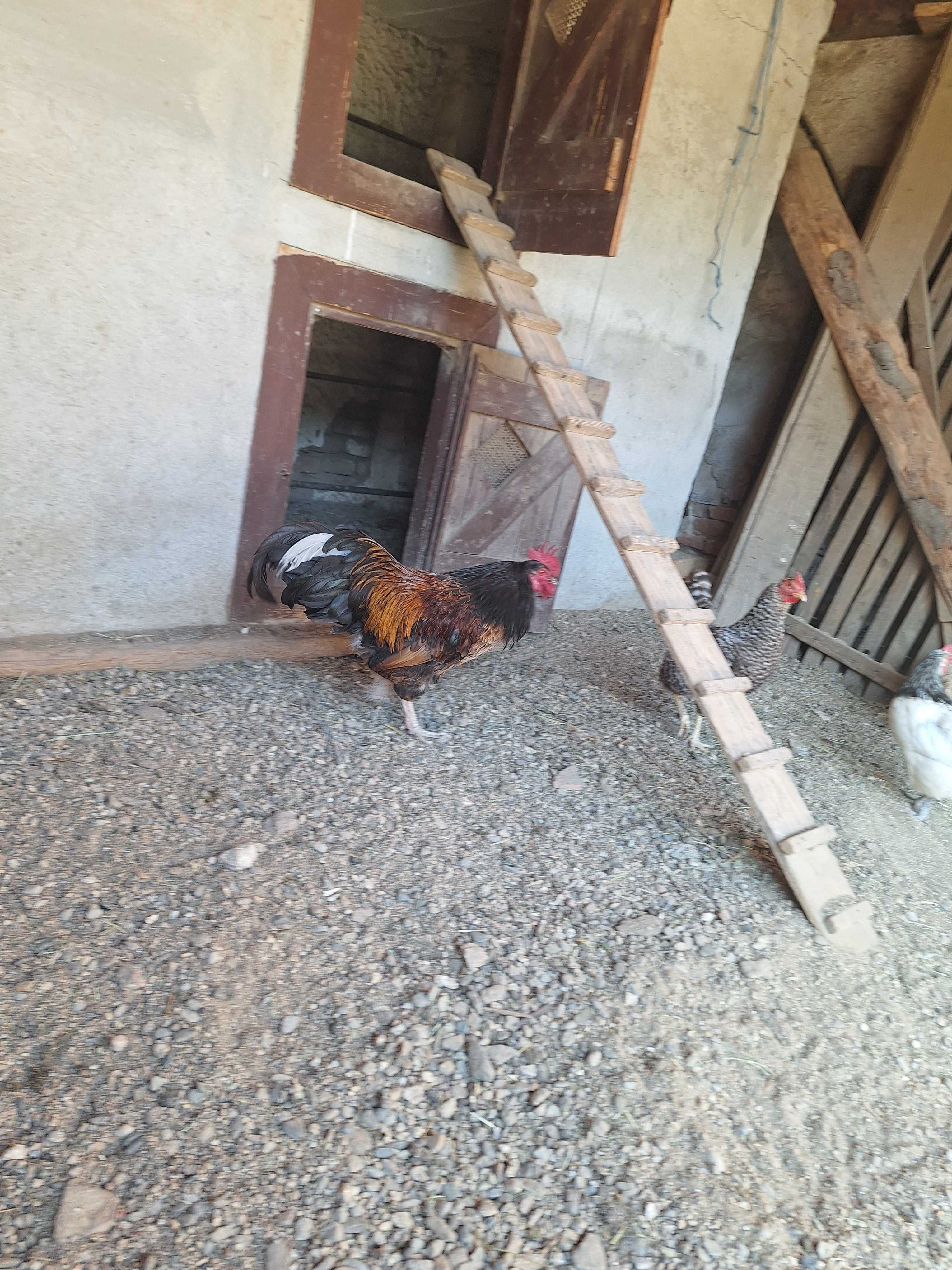 Cocoș și găină de vânzare