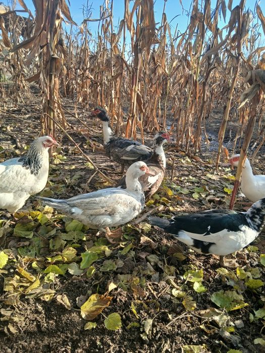 Rate mute de vanzare