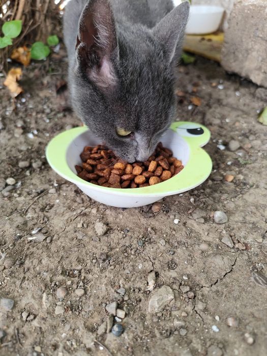 Pisica pentru adopție