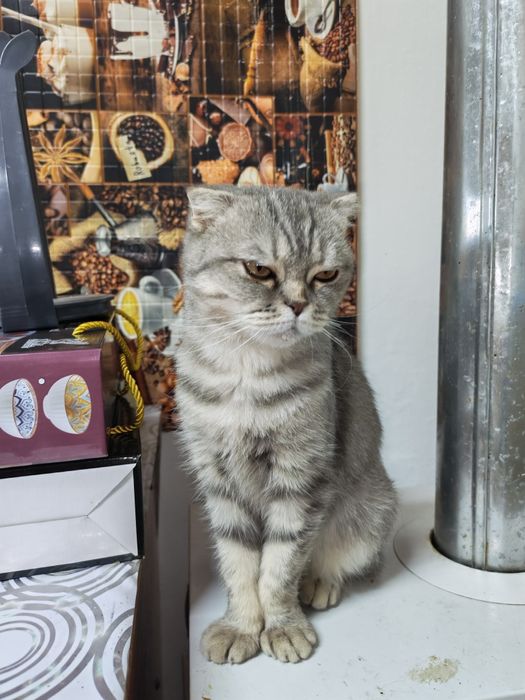 Үй  мысығы  үйретілген  вислауха