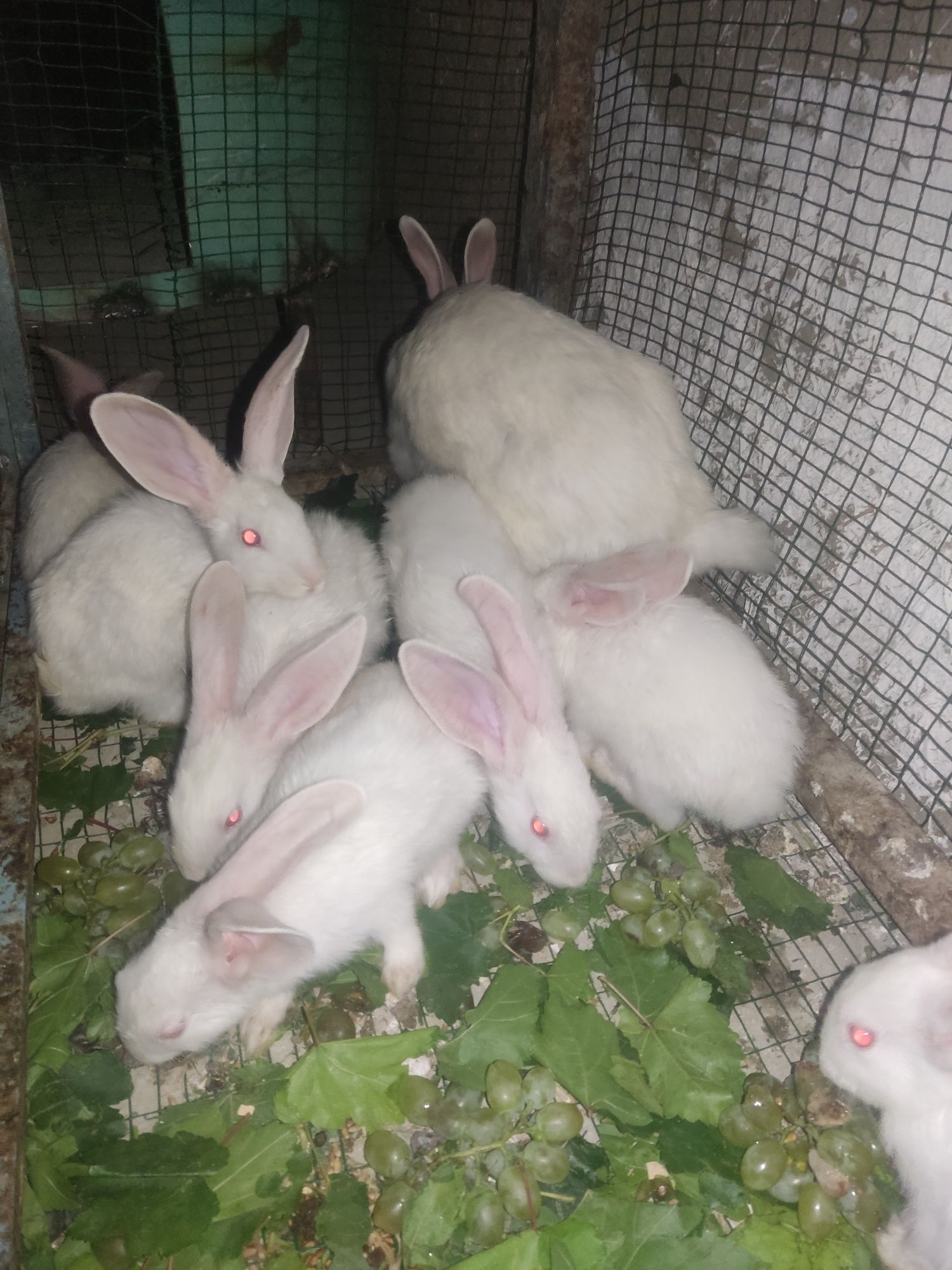 Flandr zotdor quyonlari sotiladi