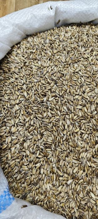 Продам расторопшу под комбайн