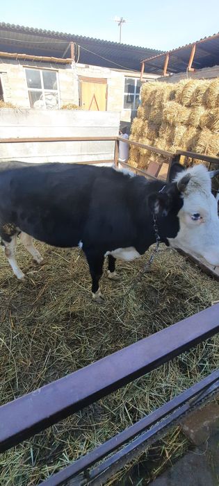 Продам хорошую телку