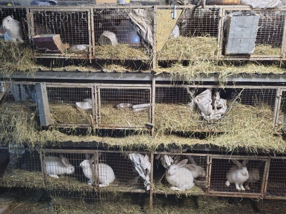 Продам кроликов вместе с клеткой