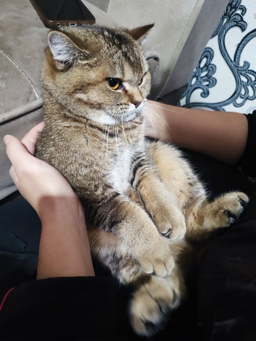 Продается британский котенок