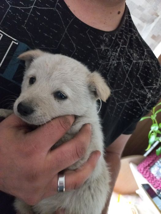 Отдам в добрые руки девочка