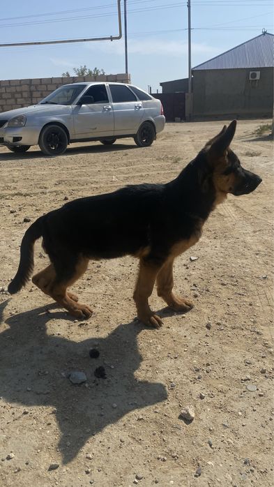 Продается Щенки! НО